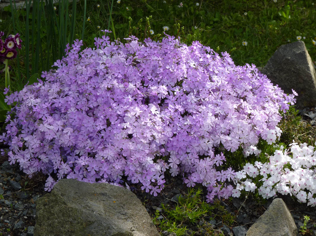Phlox subulata 'Purple Beauty' photo